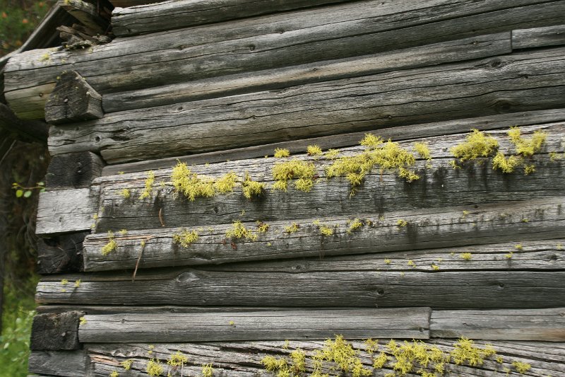 IMG_1742.JPG - Litchen on the old barn.